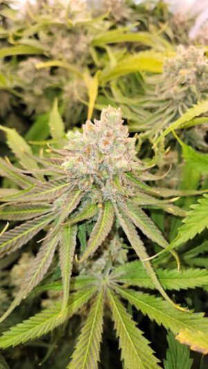 1000017200
