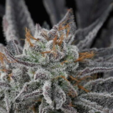 Group logo of Twenty20 Mendocino Clubhouse